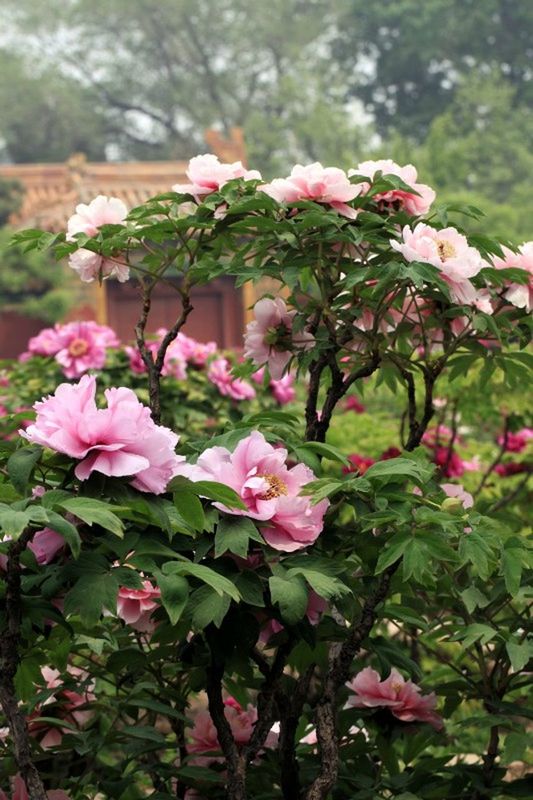 CLOSE-UP OF PINK FLOWERS BLOOMING IN PARK