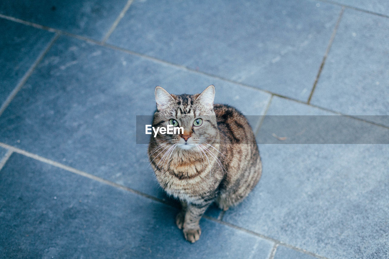 Portrait of cat sitting on tiled floor