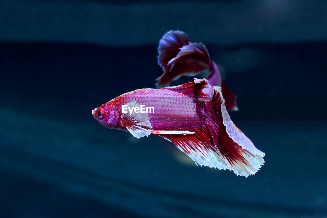 Close-up of fish swimming in sea