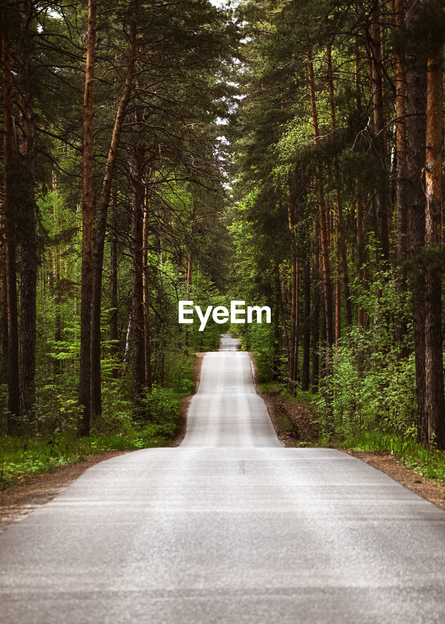 Road amidst trees in forest