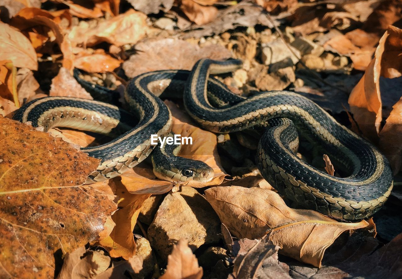 Snake on dry leaves in forest