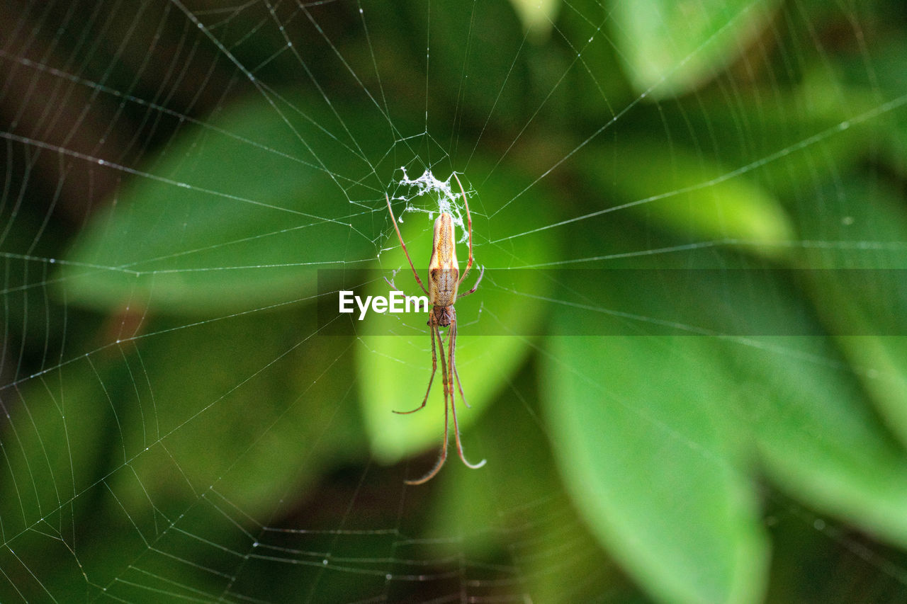 SPIDER ON WEB