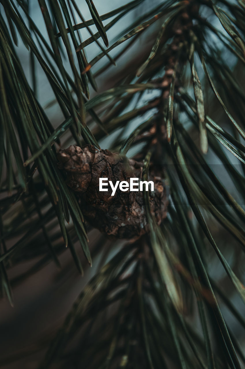 Close-up of pine cone on tree