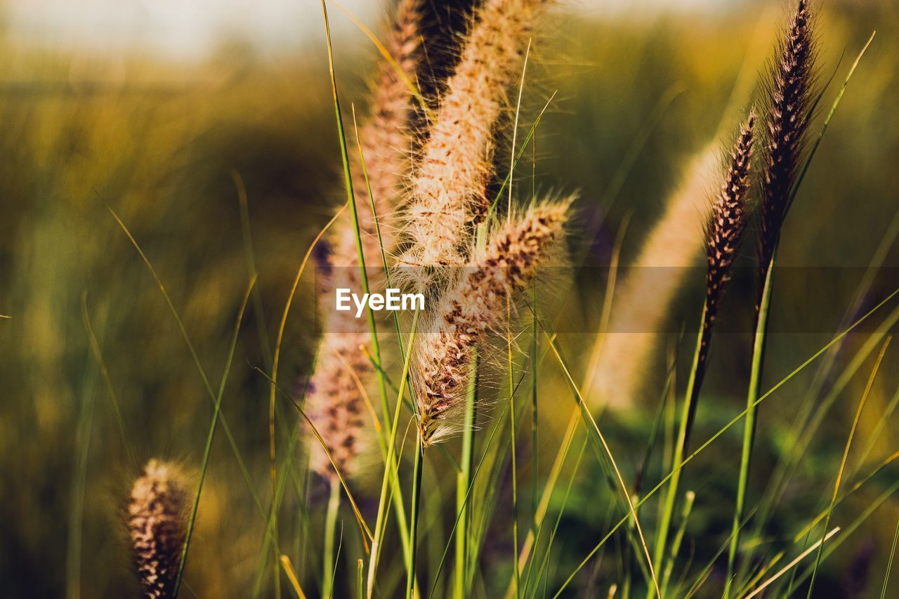 plant, grass, growth, field, nature, agriculture, beauty in nature, cereal plant, crop, land, landscape, close-up, rural scene, prairie, no people, flower, focus on foreground, environment, food, macro photography, sunlight, sky, tranquility, wheat, summer, outdoors, barley, plant stem, sunset, scenics - nature, food grain, green, day, farm, plain, food and drink, meadow, non-urban scene, freshness, sun, grassland, tranquil scene