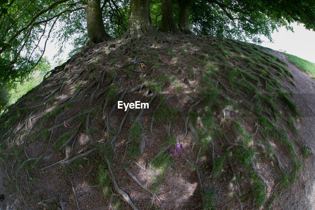 LOW ANGLE VIEW OF TREE TRUNK
