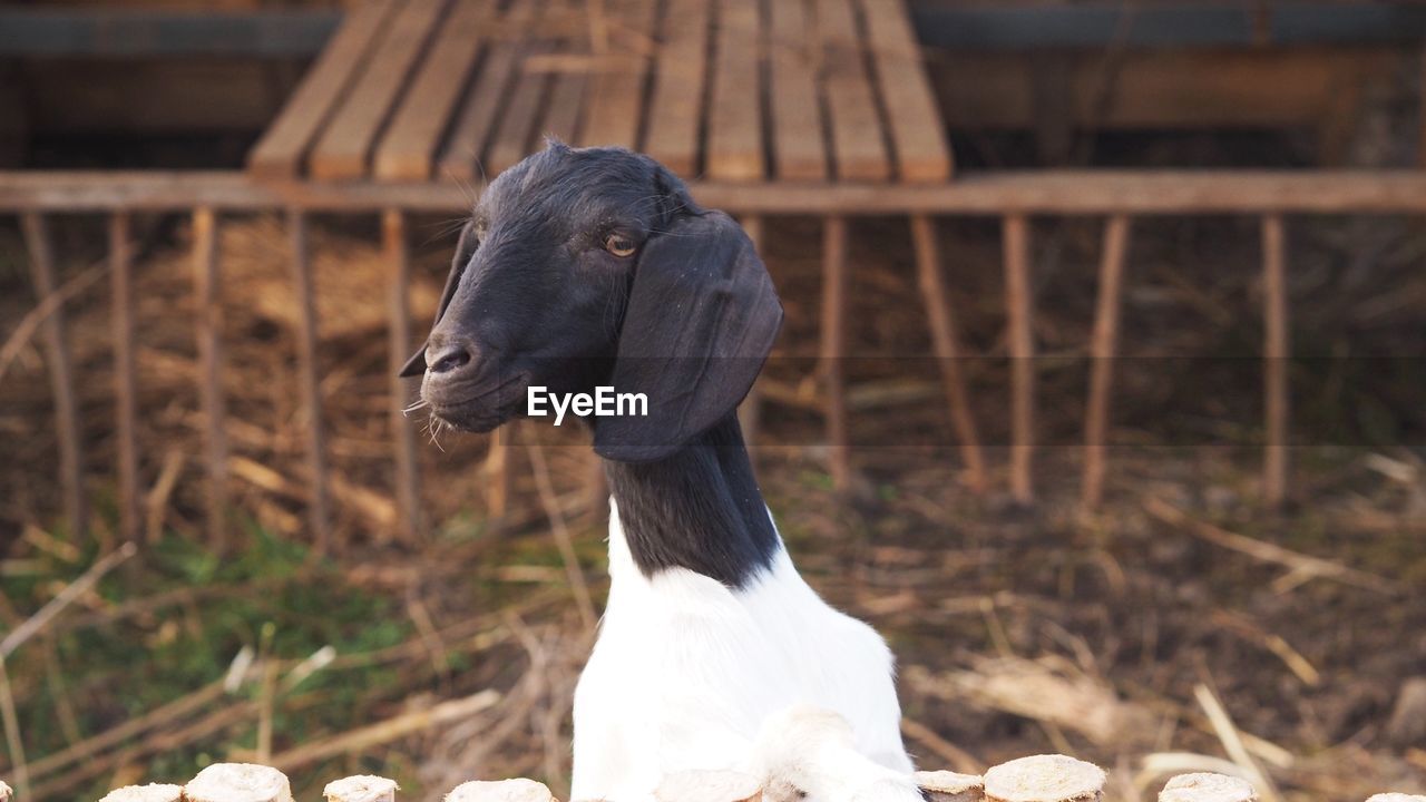 View of a goat on field