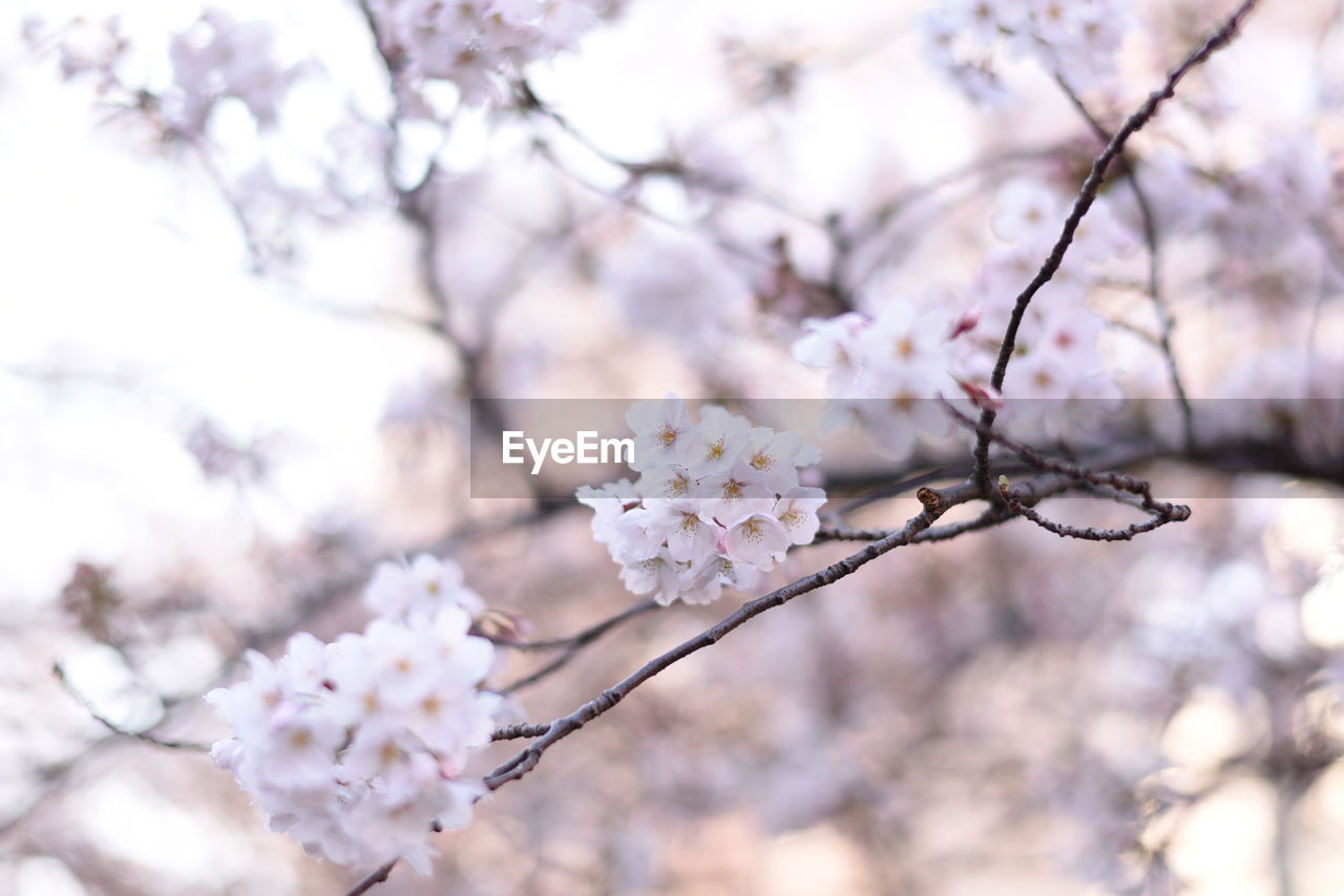 LOW ANGLE VIEW OF CHERRY BLOSSOMS IN SPRING