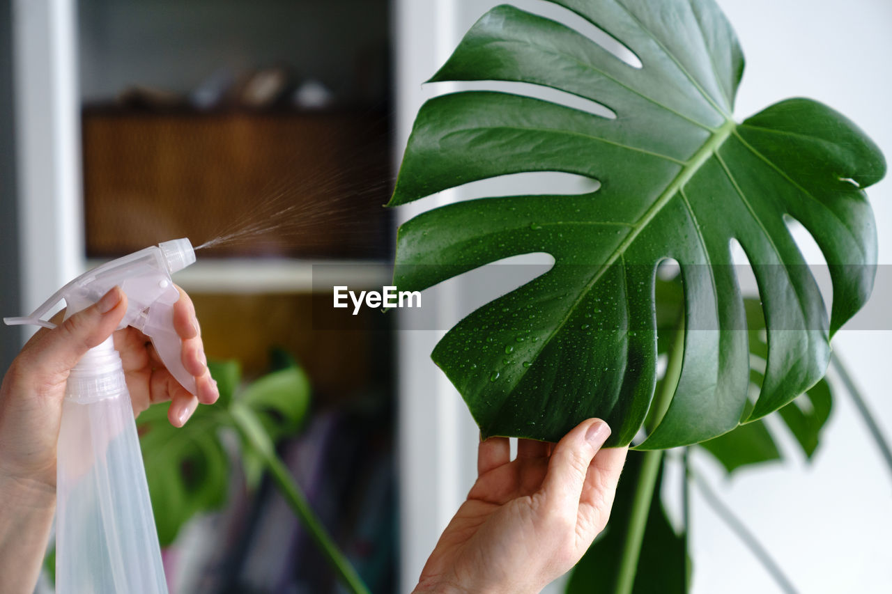 Woman spraying monstera houseplant, moisturizes leaves during the heating season at home. 