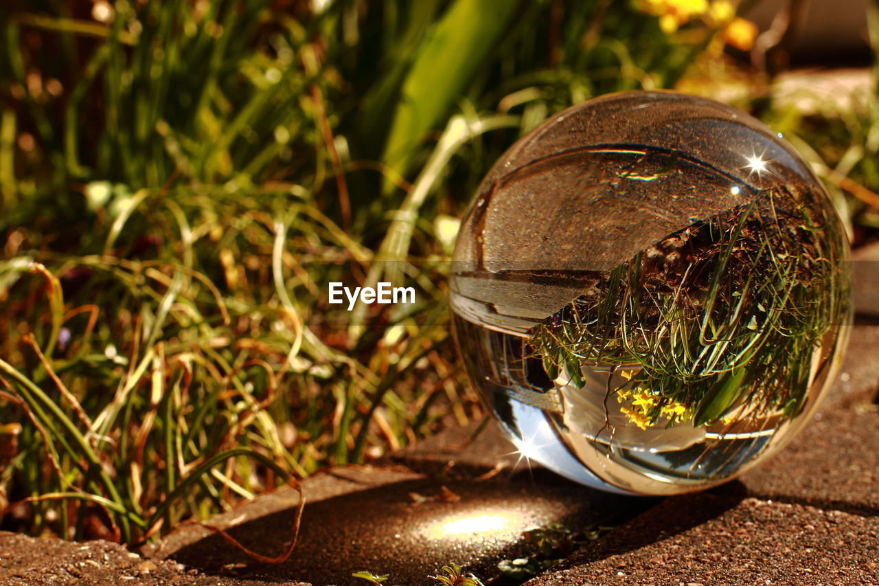 Close-up of crystal ball on footpath against plants