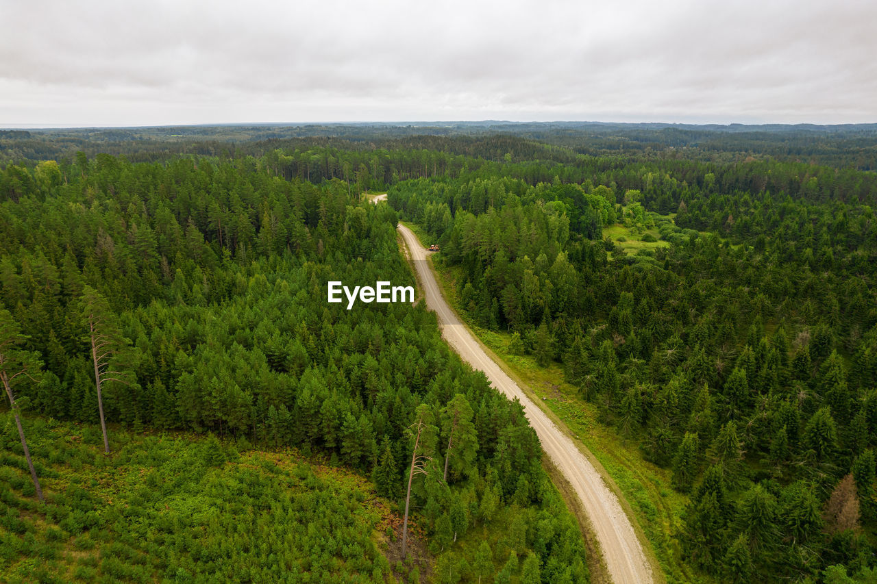 Aerial view from drone of country road leading through  pine and birch forests in green colors 