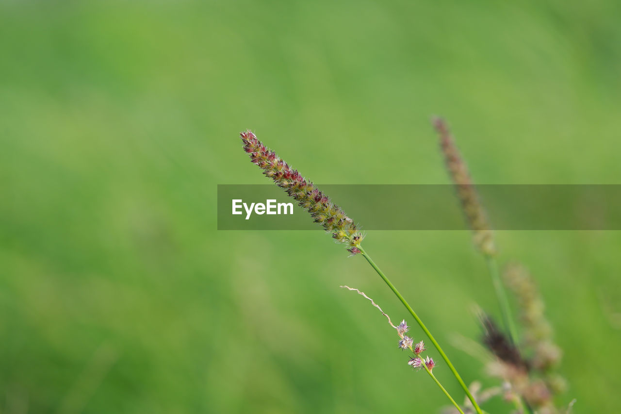 Close-up of red flowering plant