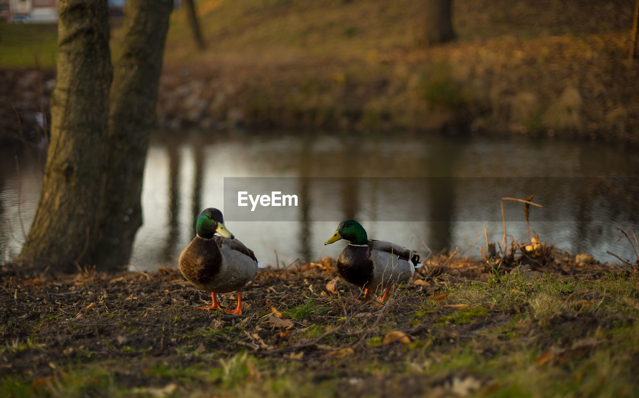 Mallard ducks at riverbank