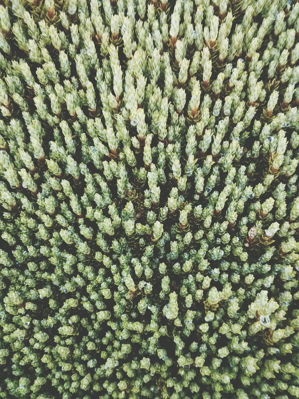 High angle view of plants