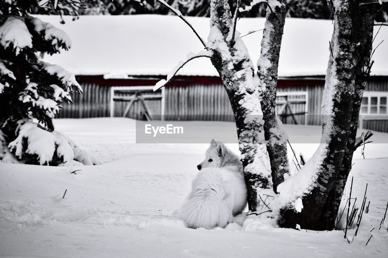 DOG ON SNOW COVERED TREES DURING WINTER