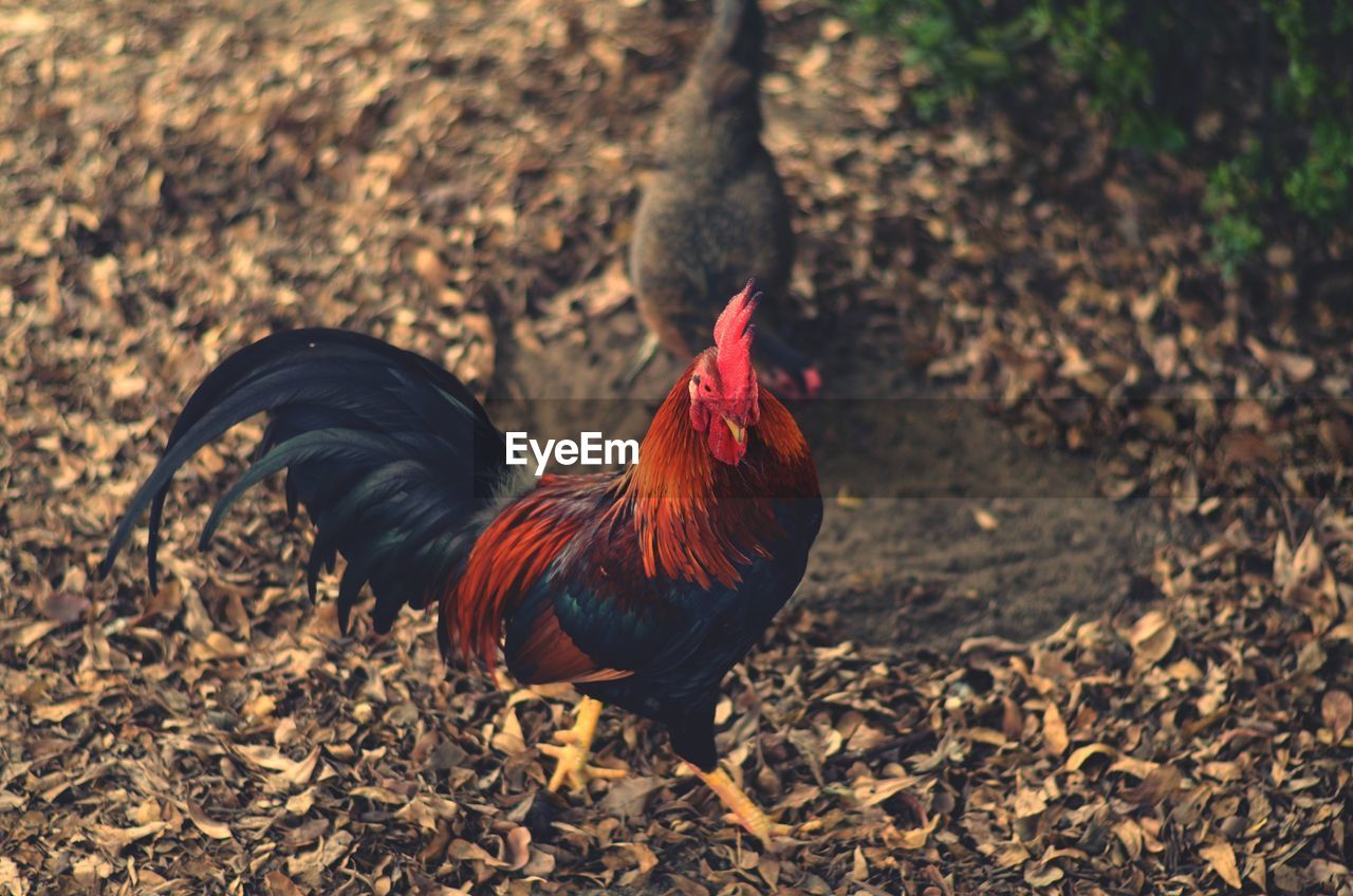 View of a bird on field