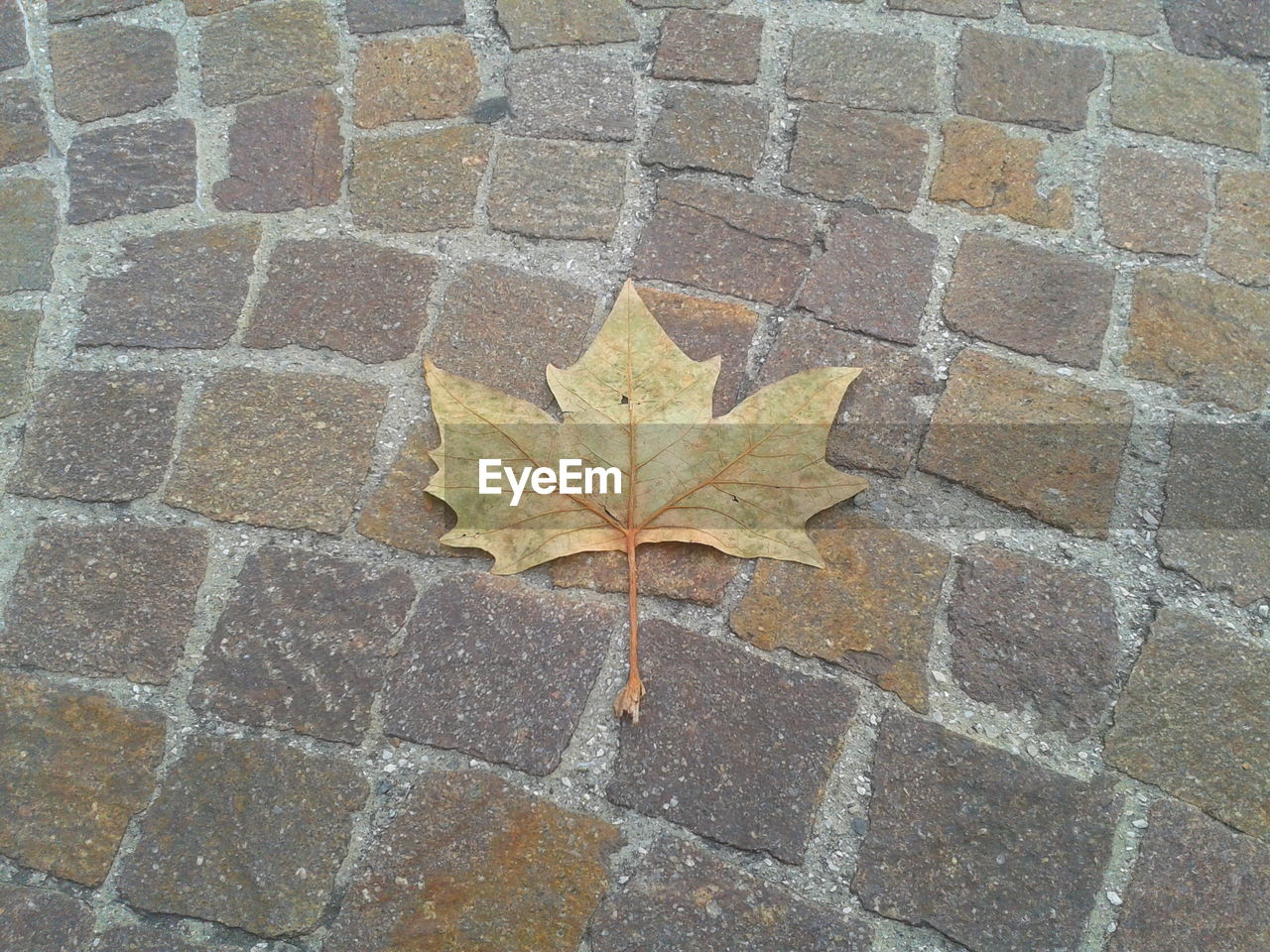 Close-up of autumnal leaf on ground