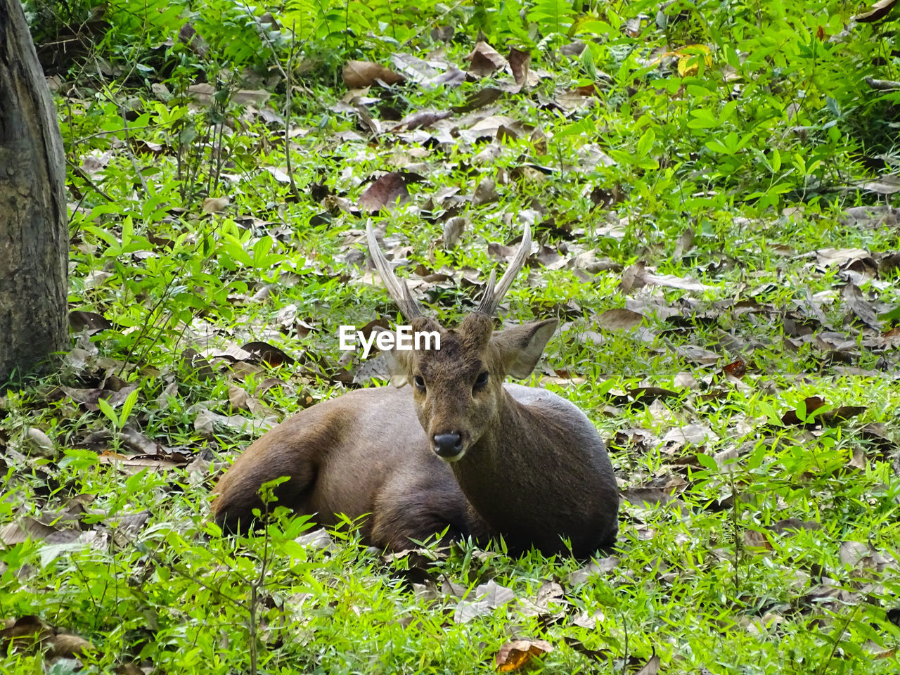 An indian hog deer in its natural habitat