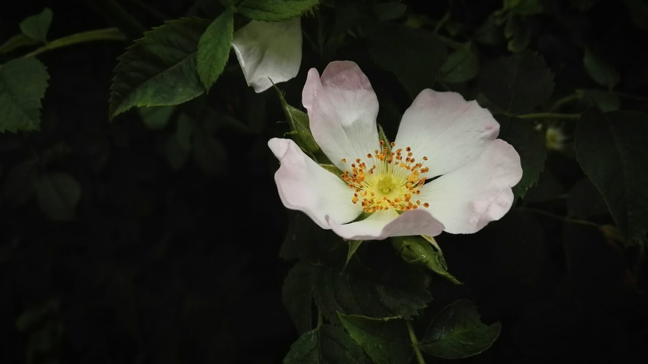 CLOSE-UP OF WHITE FLOWER