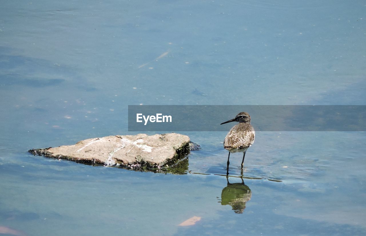 BIRD PERCHING ON A ROCK