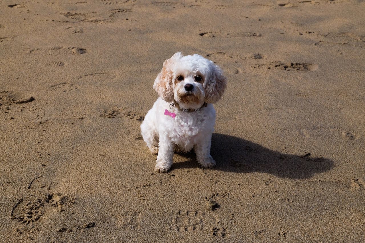 Portrait of dog sitting on sand