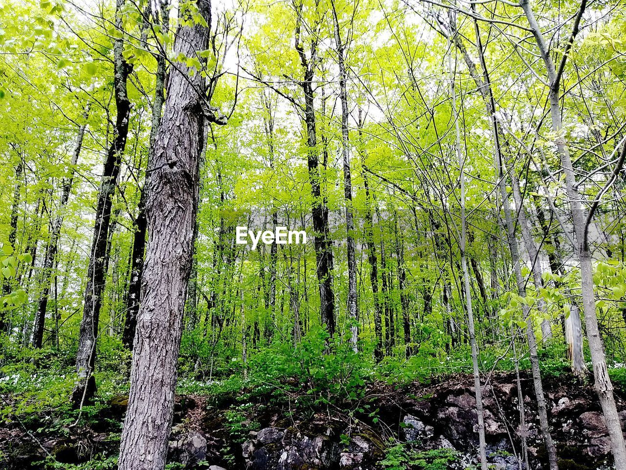 TREES GROWING IN FOREST