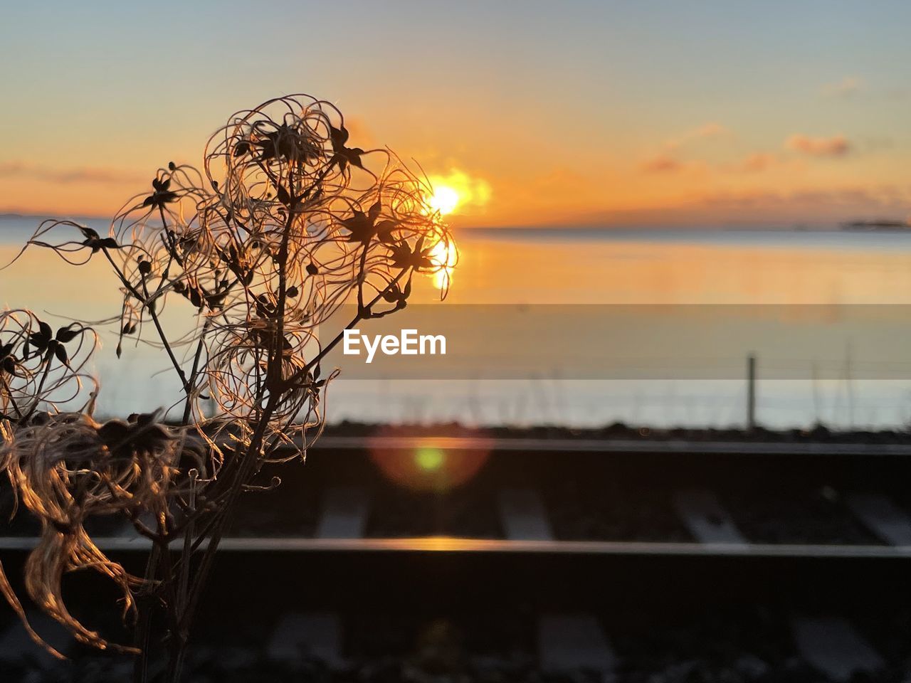 reflection, light, sunset, water, nature, no people, sky, evening, lake, sunlight, focus on foreground, tranquility, lighting, beauty in nature, plant, outdoors, orange color, tree, darkness, close-up, illuminated, sun, macro photography