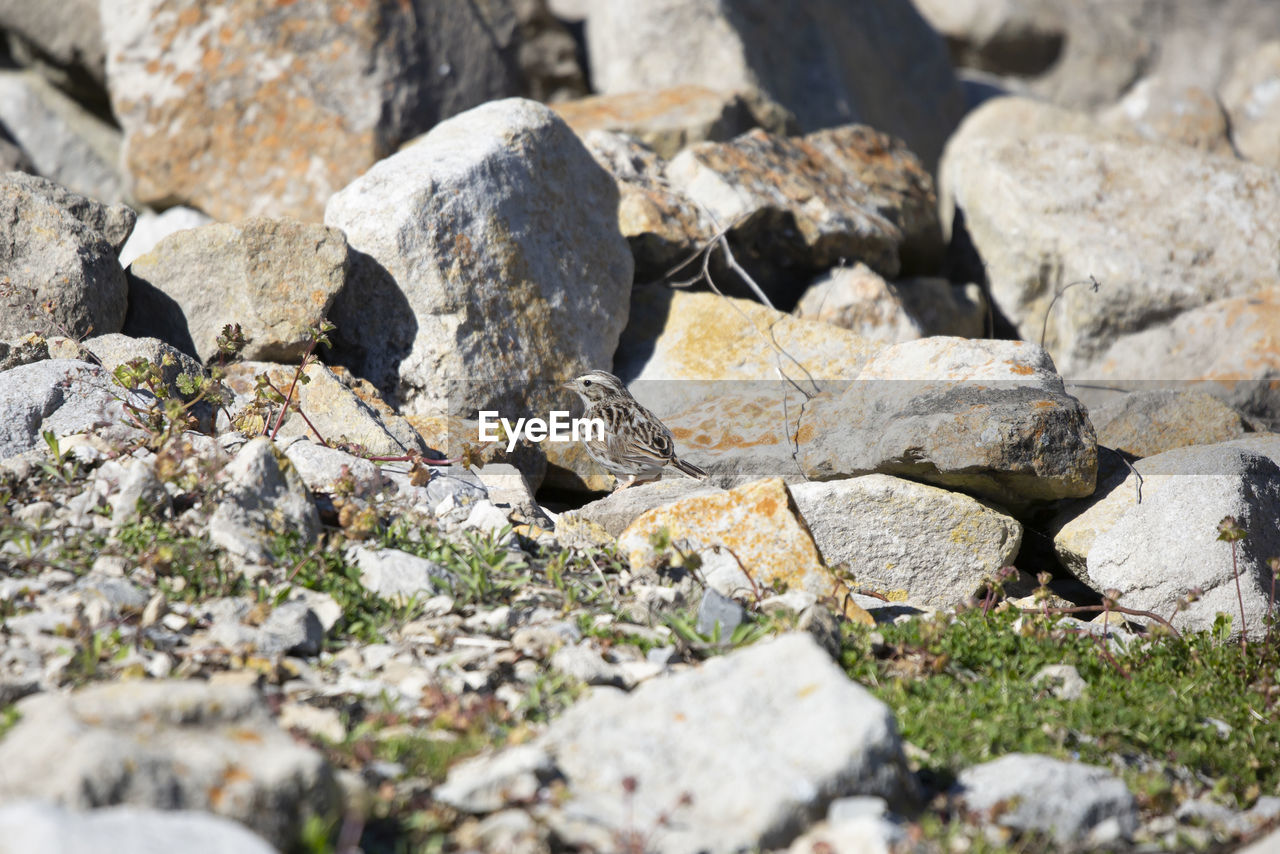 rock, nature, no people, day, selective focus, land, geology, wildlife, outdoors, sunlight, boulder, stone, close-up, animal, rubble, animal wildlife
