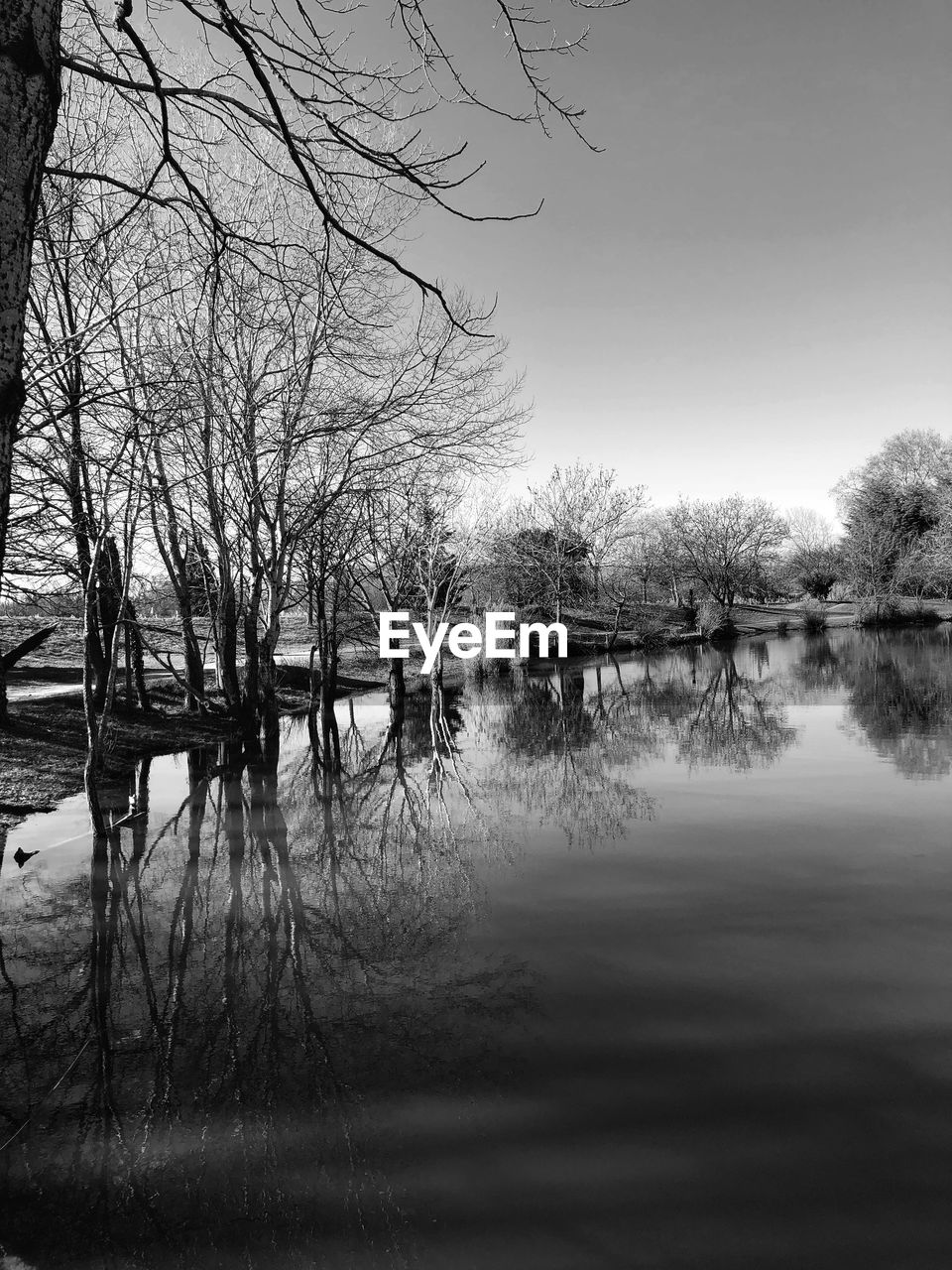 Bare trees by lake against sky