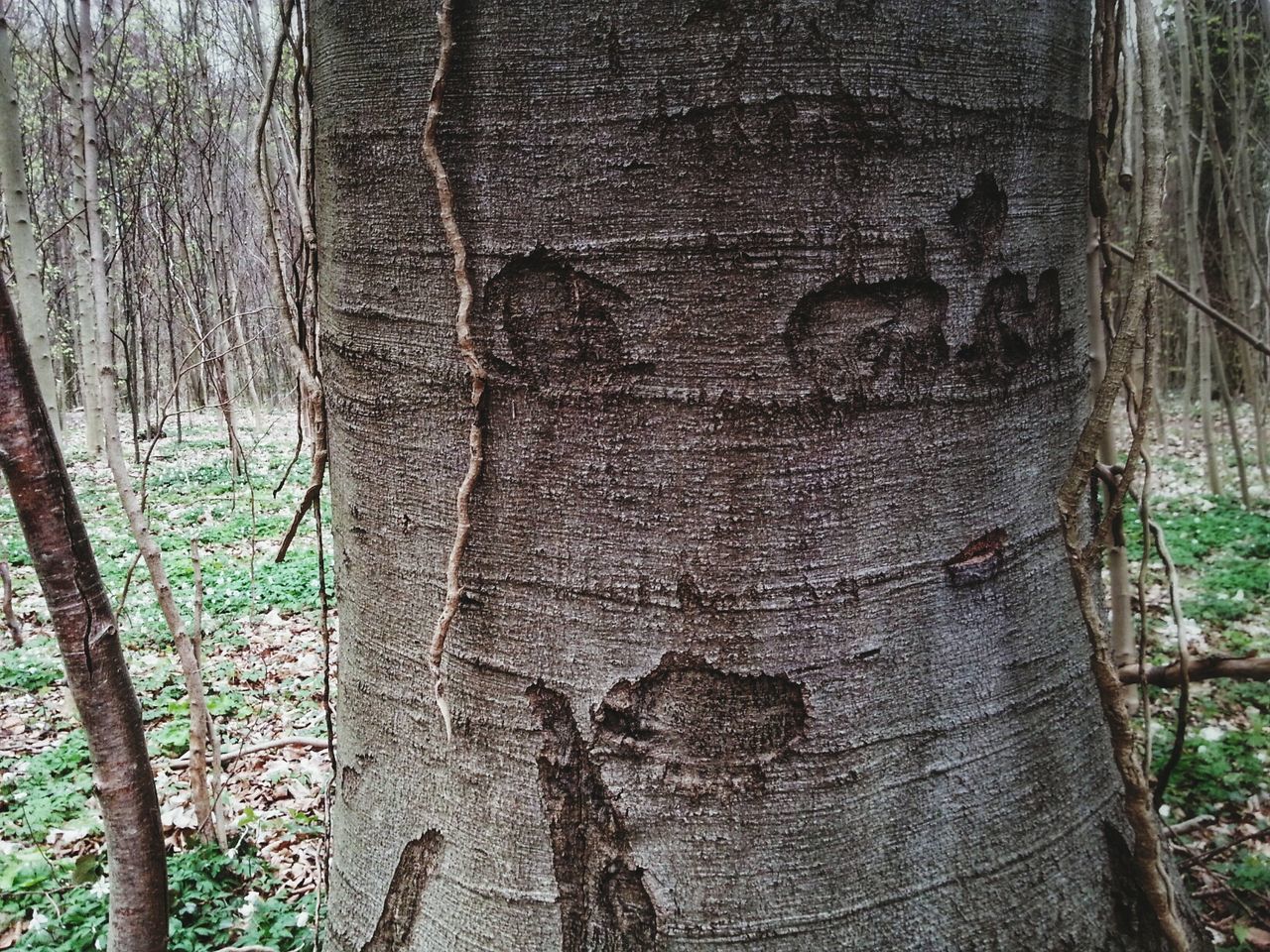 Trees in forest