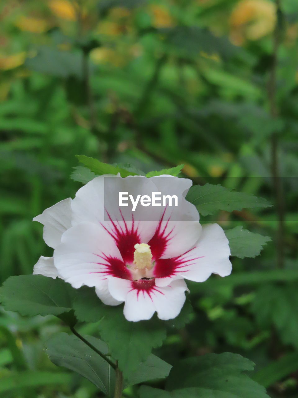 CLOSE-UP OF WHITE FLOWER AGAINST BLURRED BACKGROUND