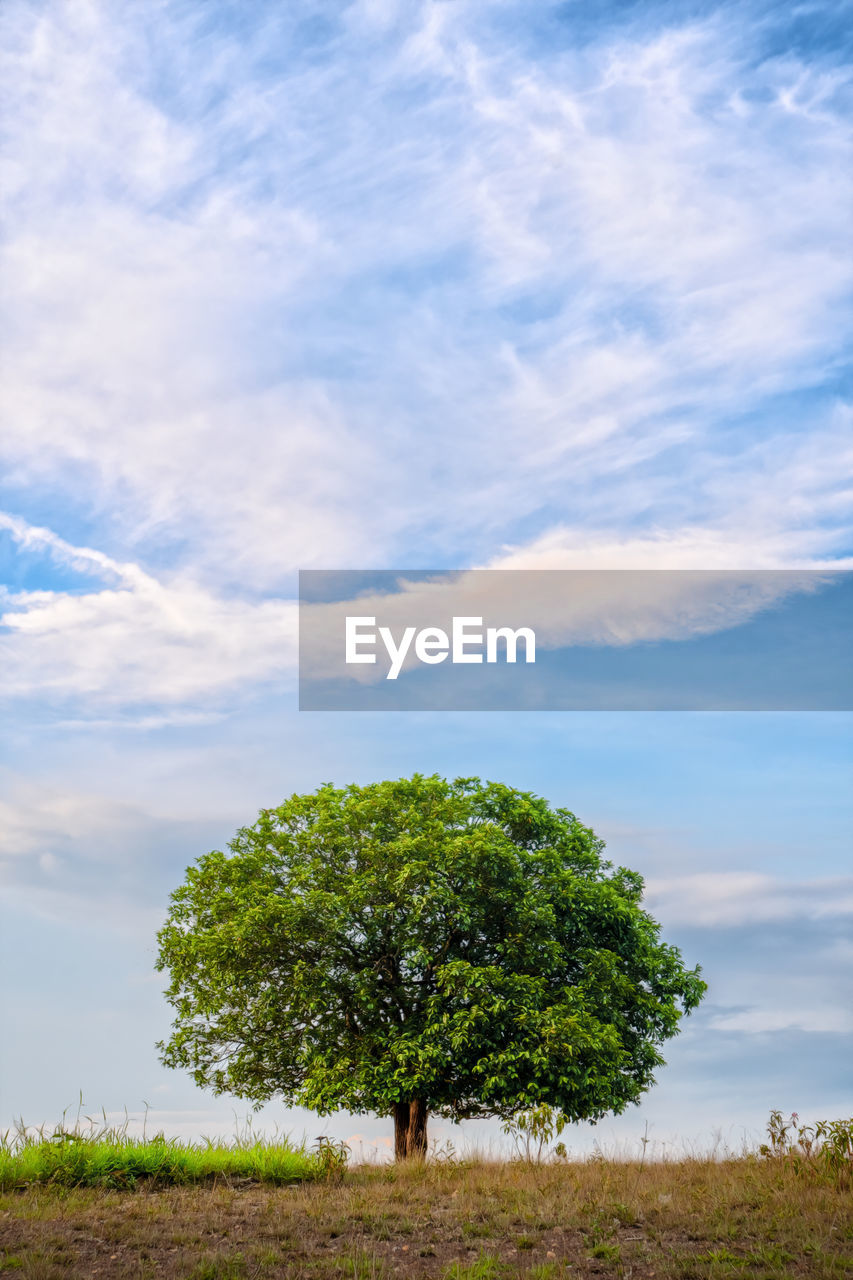 Tree on field against sky