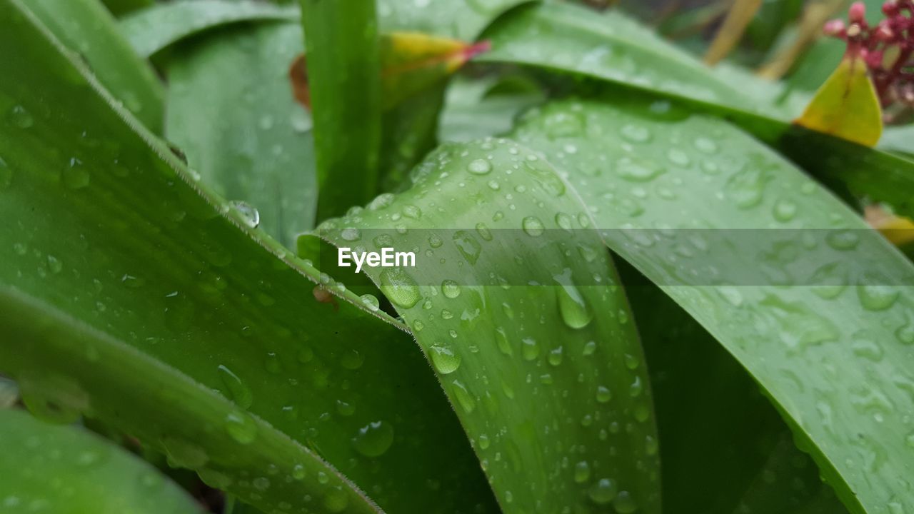 Close-up of wet plant leaves during rainy season