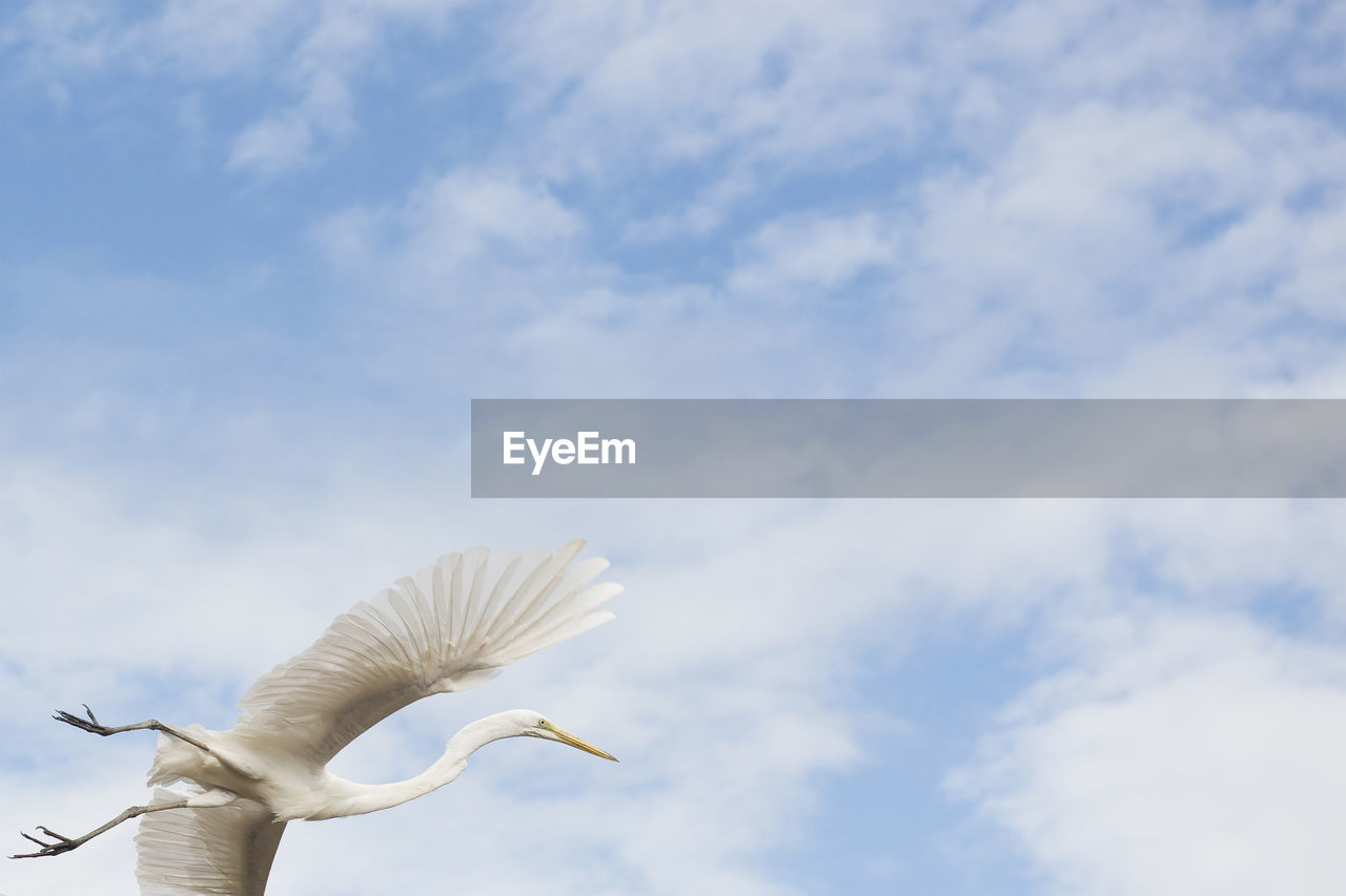 White heron with huge wings wide open taking off on blue sky