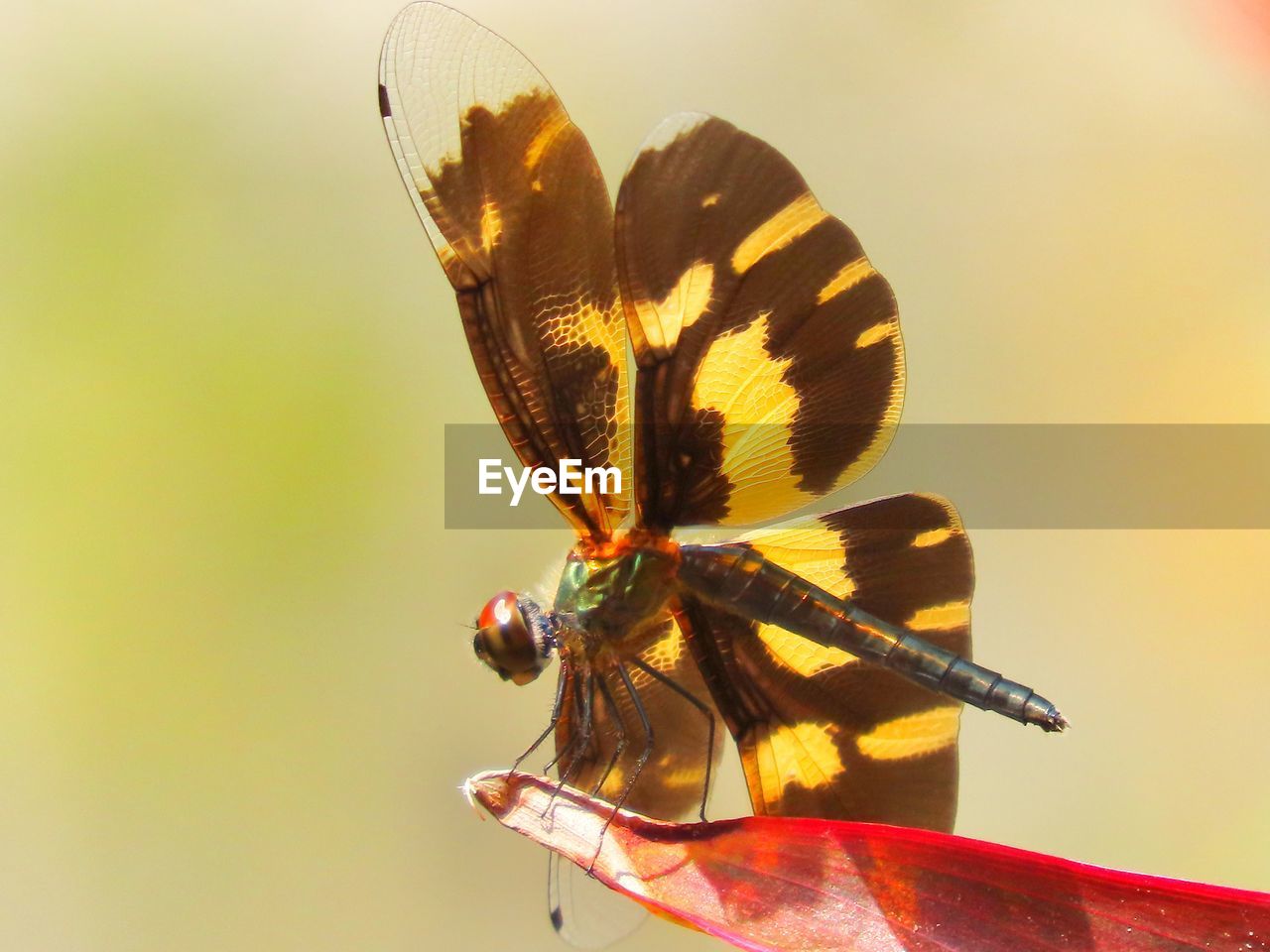 Close-up of rhyothemis variegata arria