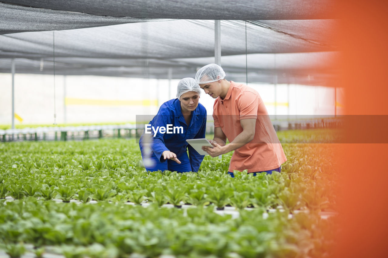 Greenhouse workers inspecting plants, using digital tablet