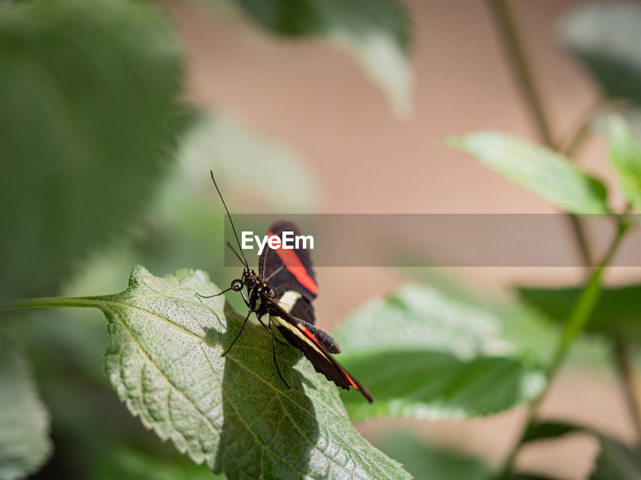 CLOSE-UP OF INSECT