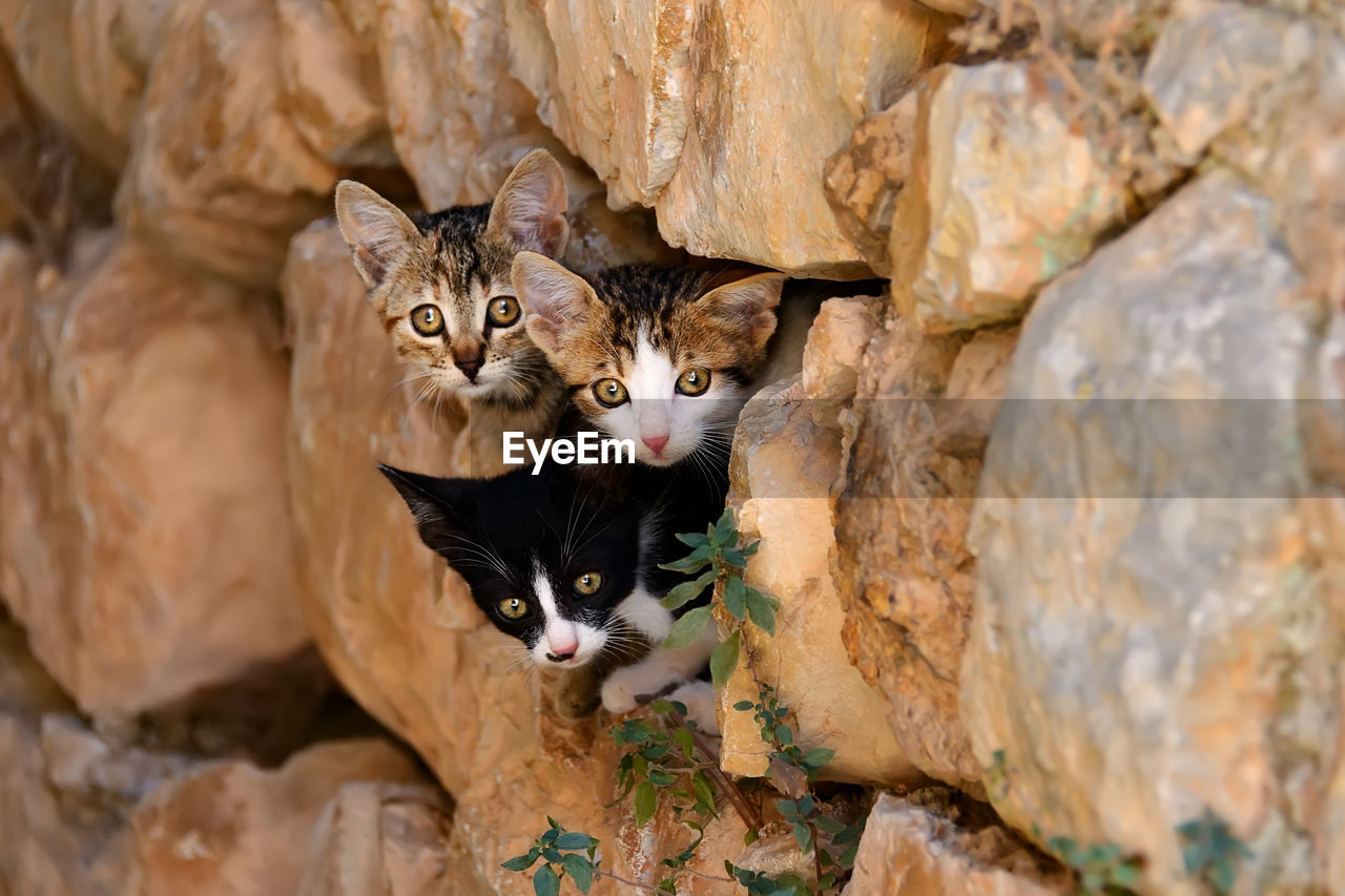 Portrait of kittens hiding in stone wall