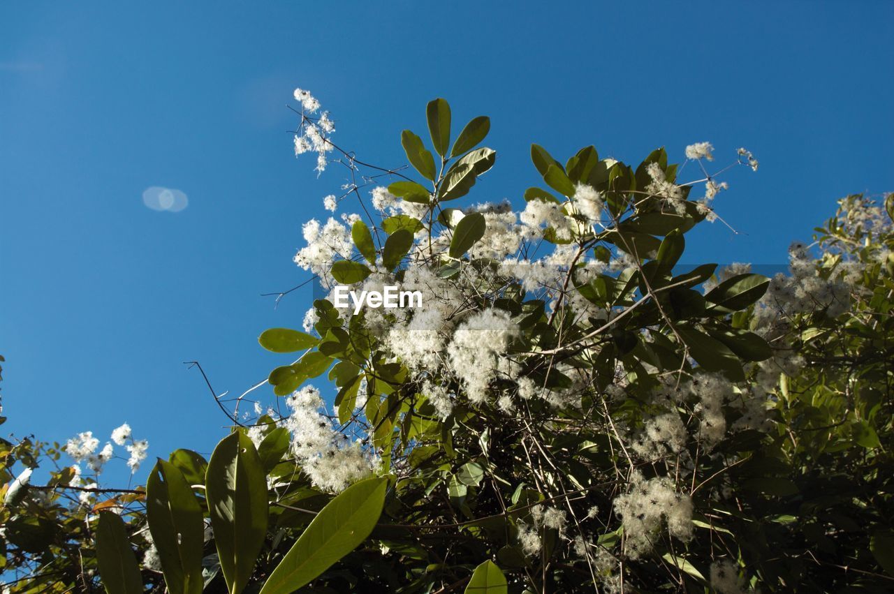 LOW ANGLE VIEW OF FLOWERS BLOOMING ON TREE