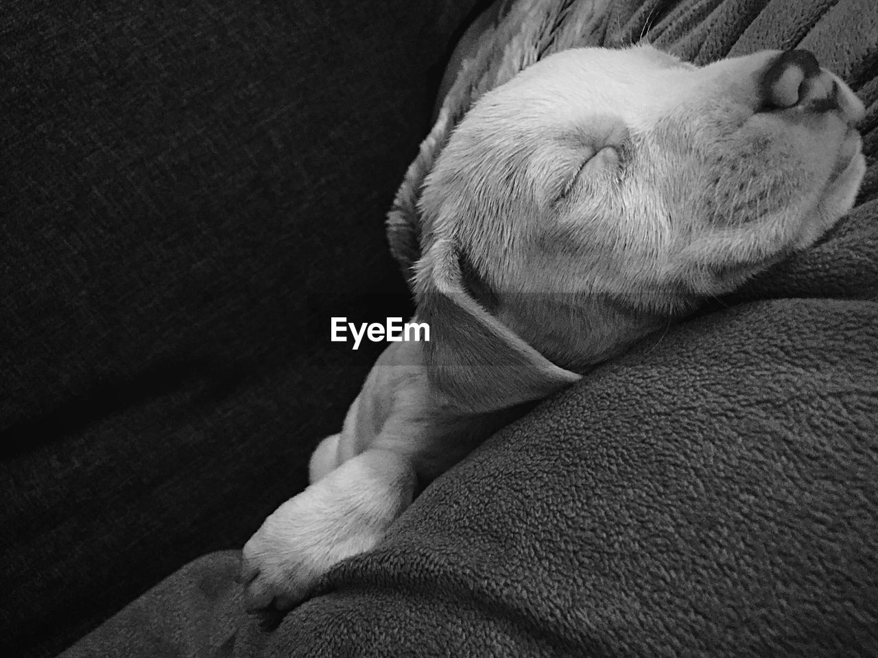 Close-up of dog sleeping on sofa at home