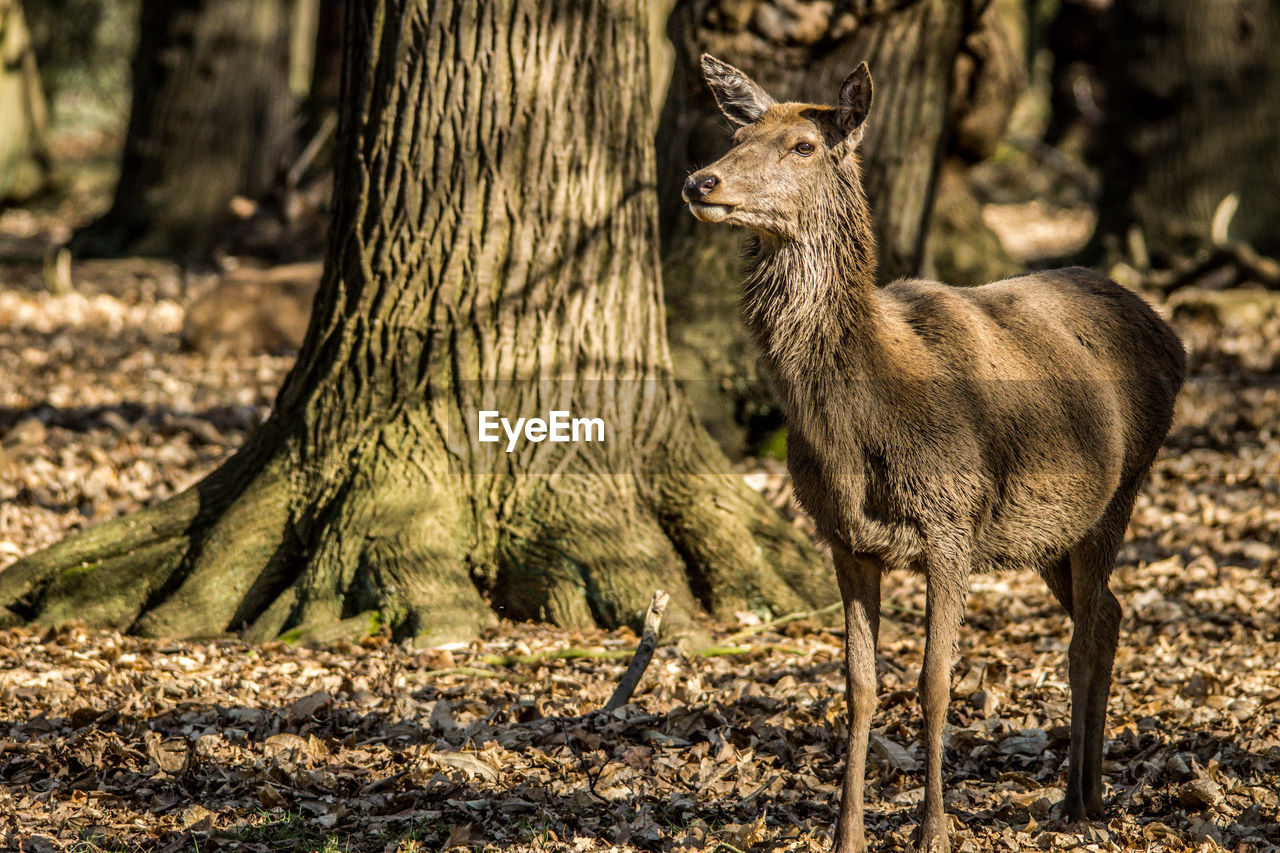 DEER IN THE FOREST