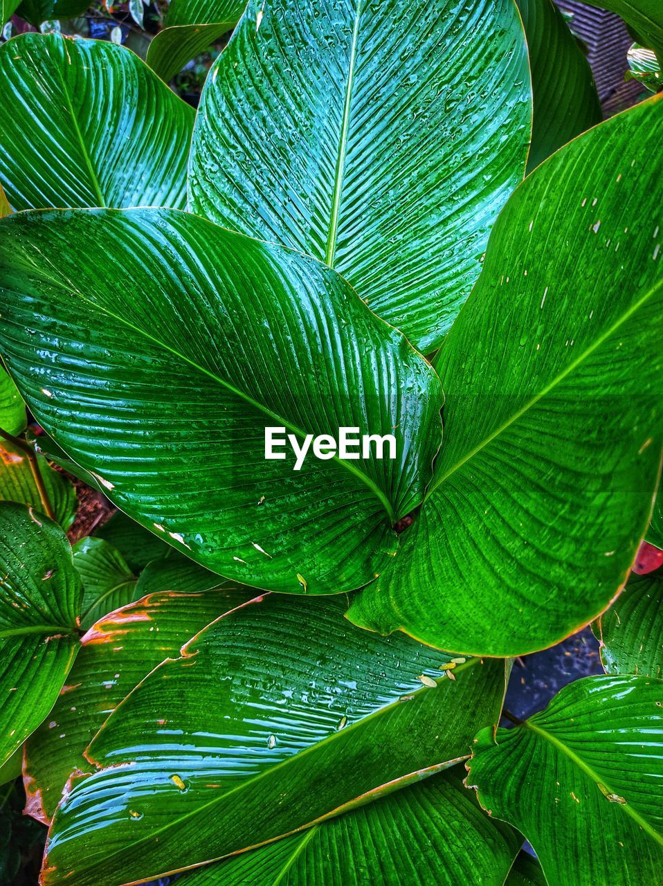 leaf, plant part, green, plant, growth, tree, beauty in nature, nature, flower, close-up, no people, full frame, backgrounds, freshness, day, outdoors, leaf vein, pattern, botany, tropics, leaves, rainforest, jungle