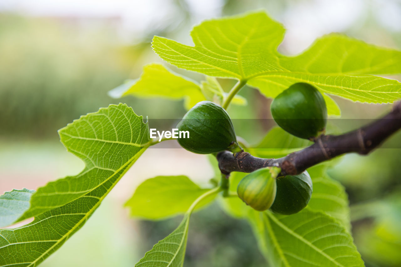 CLOSE-UP OF FRESH GREEN FRUITS ON TREE