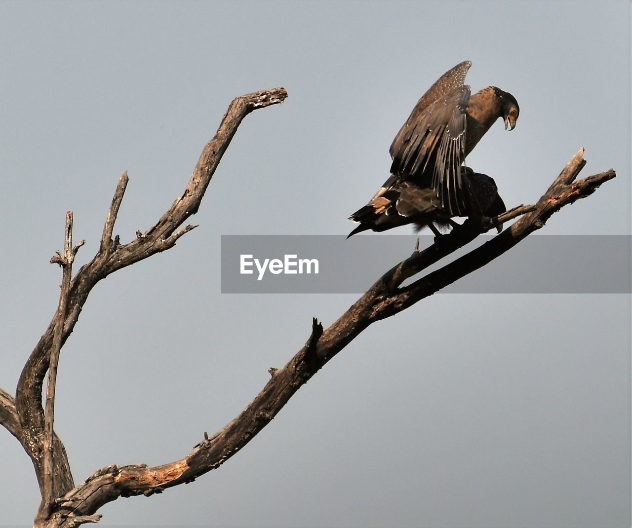 Low angle view of eagles mating on bare tree against clear sky