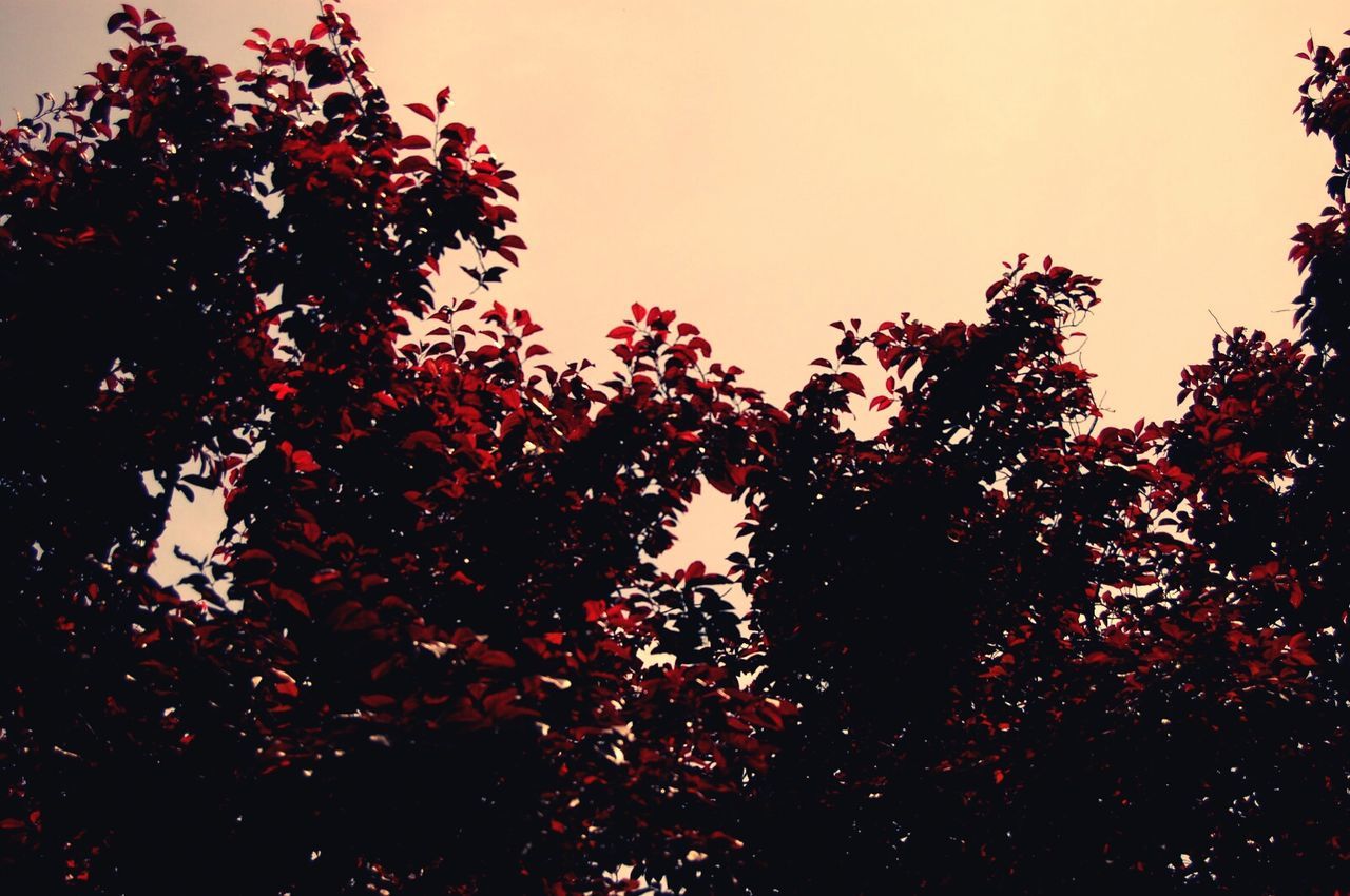 LOW ANGLE VIEW OF SILHOUETTE TREES AGAINST SKY DURING SUNSET