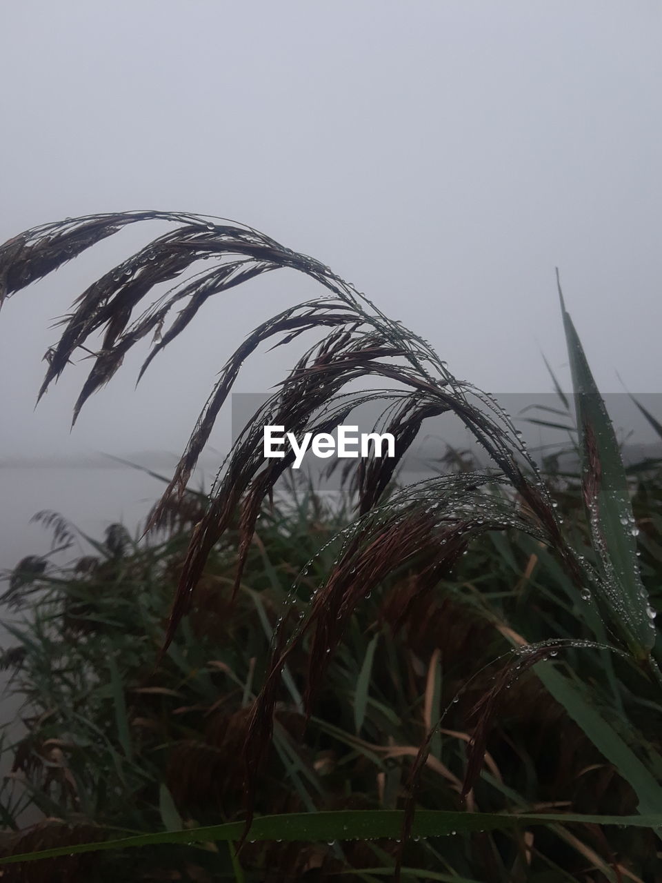 CLOSE-UP OF WET GRASS AGAINST SKY