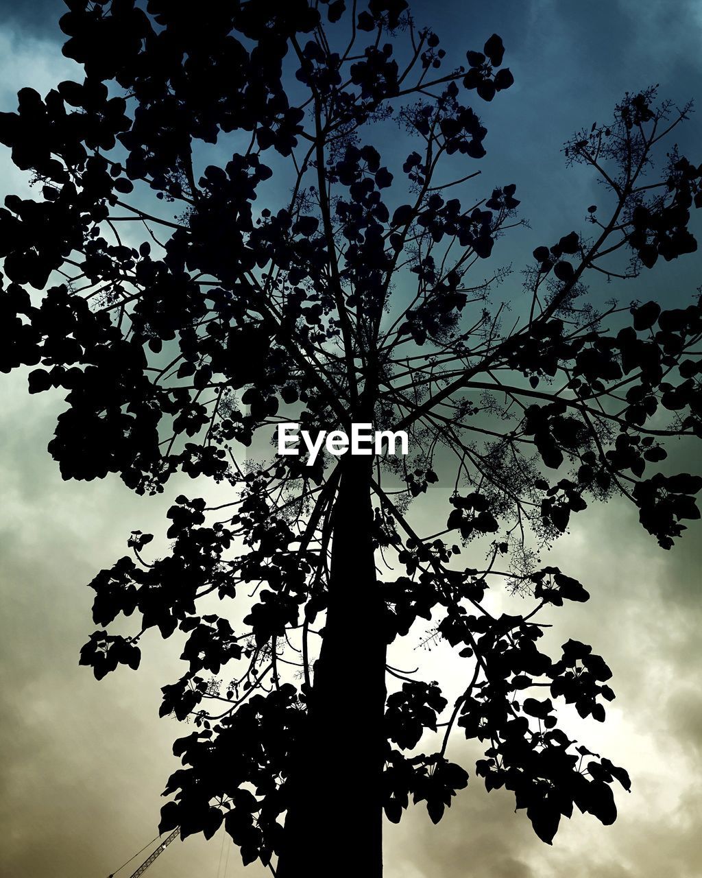 LOW ANGLE VIEW OF SILHOUETTE TREE AGAINST SKY AT DUSK