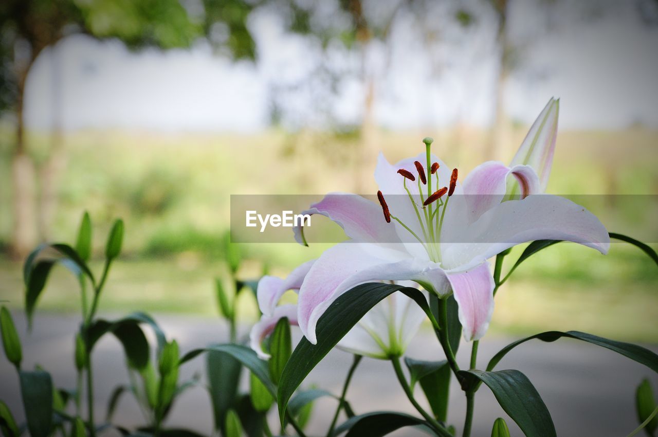 CLOSE-UP OF FLOWERING PLANT