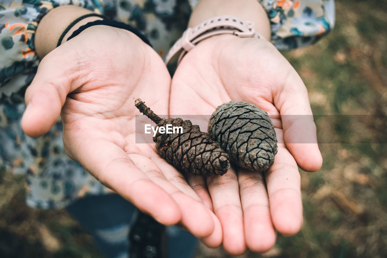 Close-up of person holding pine cone