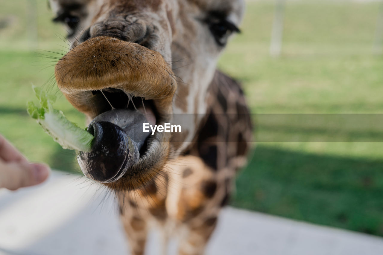 Close-up of giraffe sticking out tongue