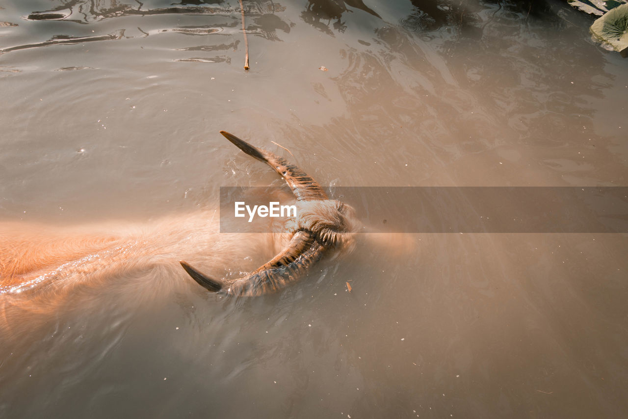 High angle view of water buffalo swimming in lake